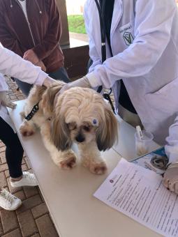 Dia de Cãopo realiza atendimentos veterinários gratuitos